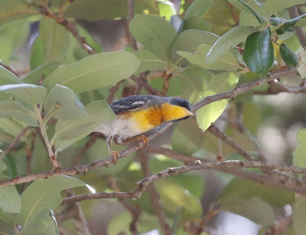 Tropical Parula - ML638161492