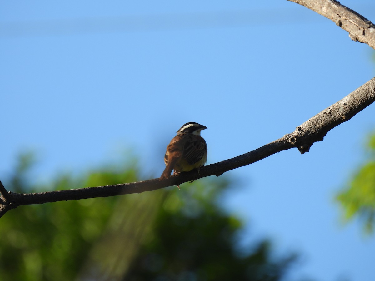 Stripe-headed Sparrow - ML638161498