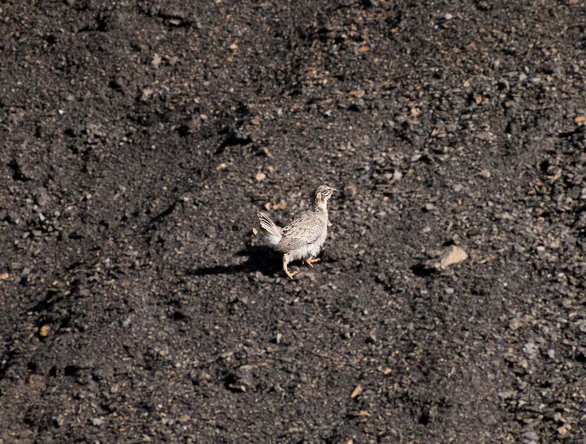 Himalayan Snowcock - ML638161499
