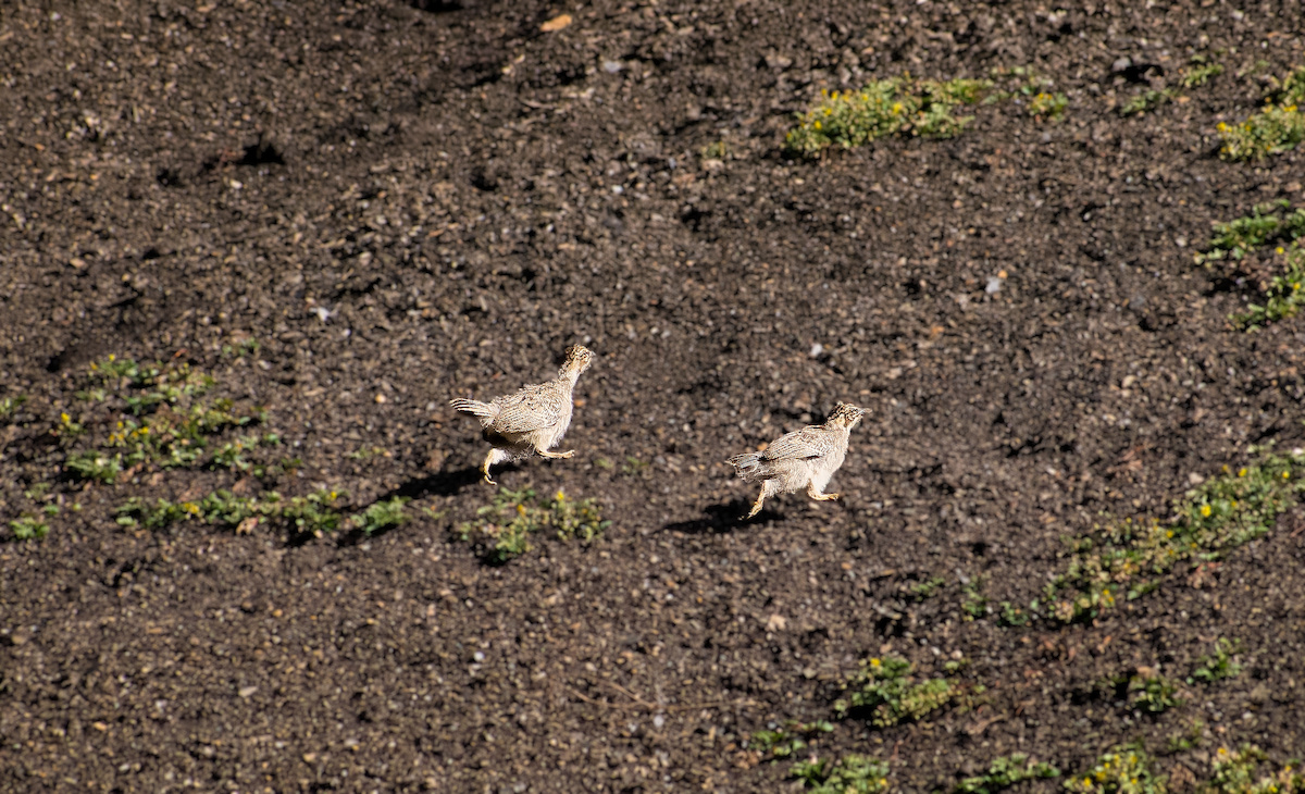 Himalayan Snowcock - ML638161500