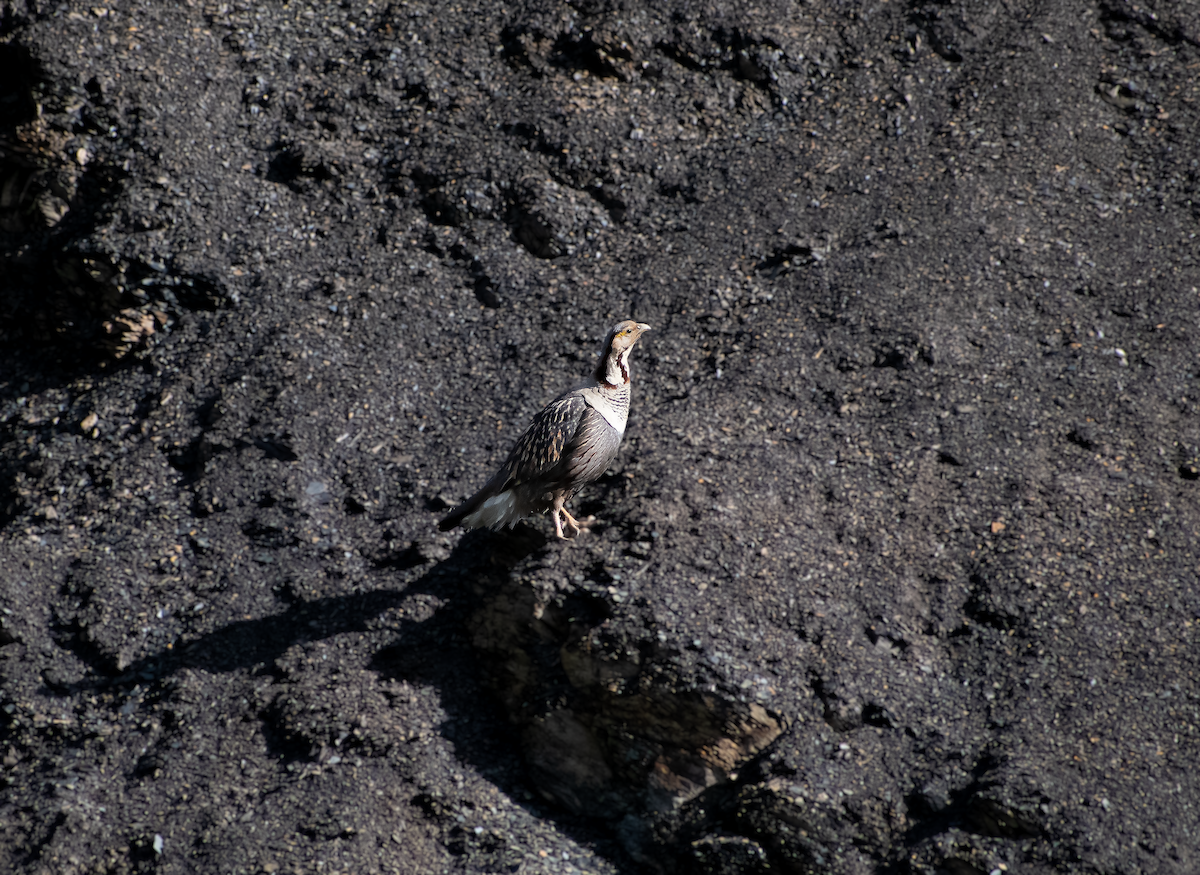 Himalayan Snowcock - ML638161501