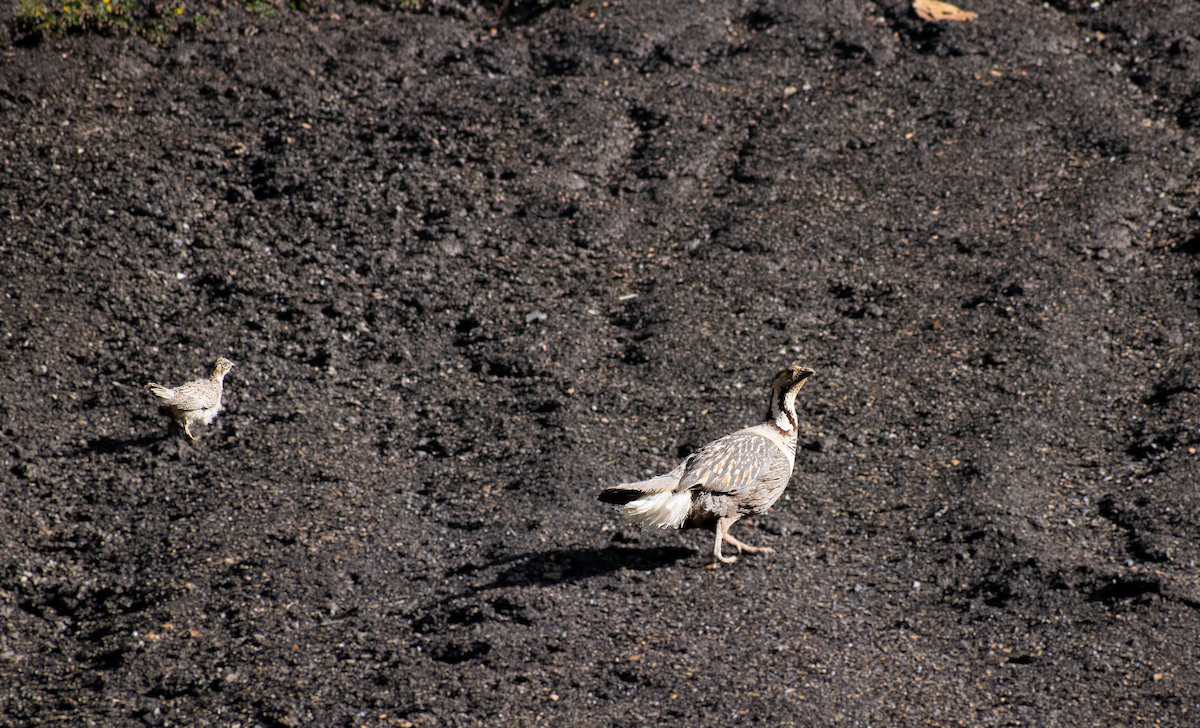 Himalayan Snowcock - ML638161502