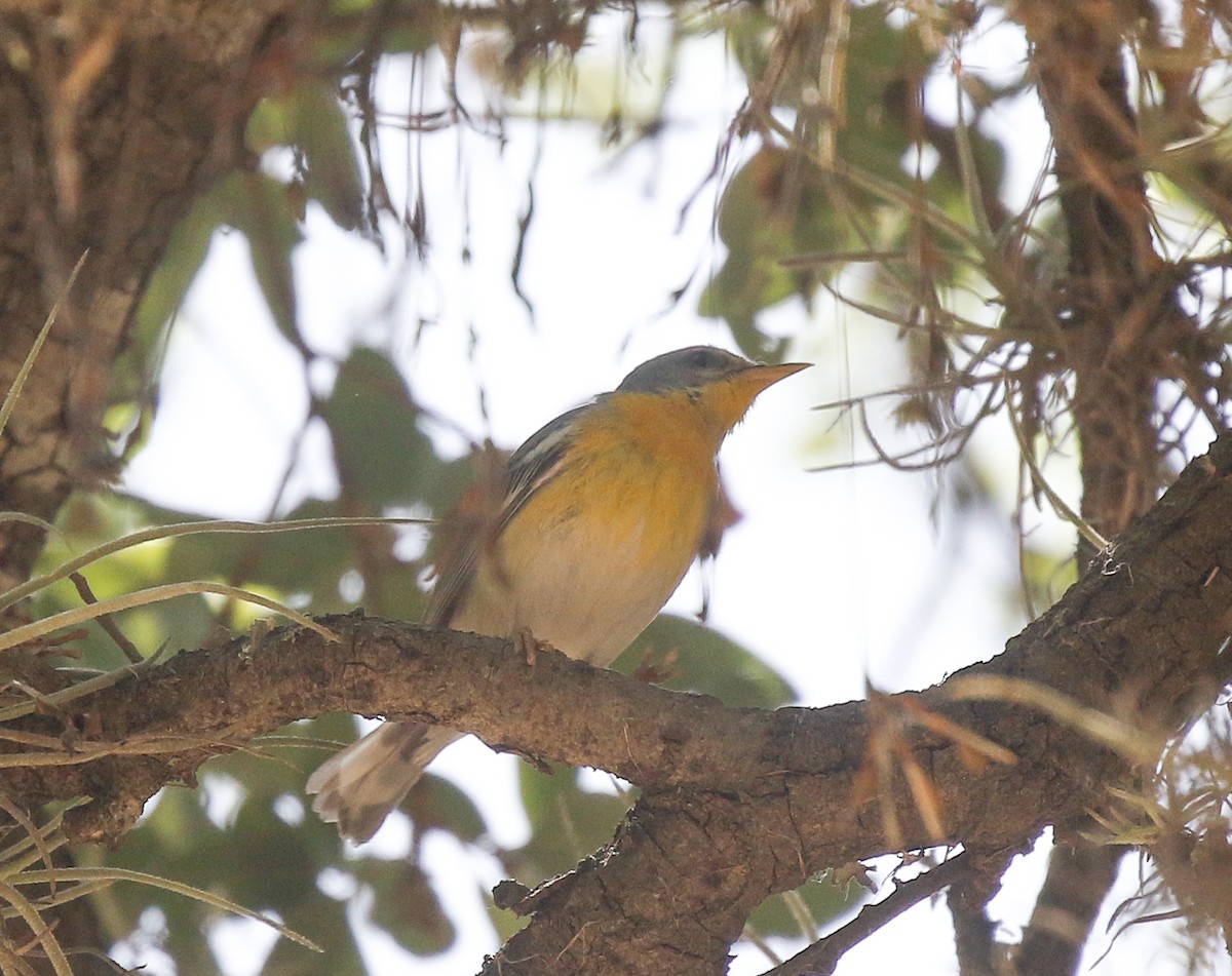 Northern x Tropical Parula (hybrid) - ML638161508