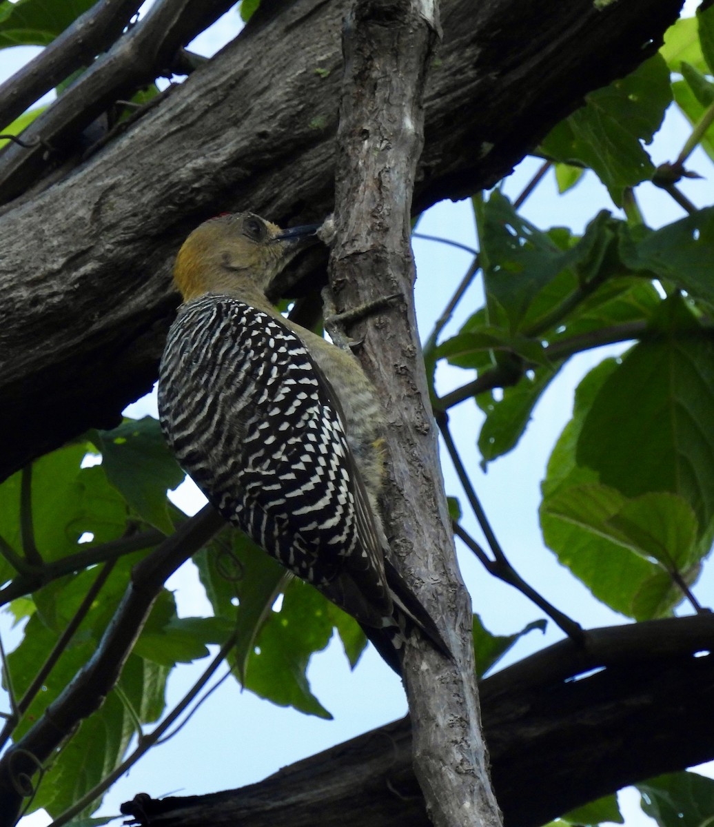 Hoffmann's Woodpecker - ML638161512