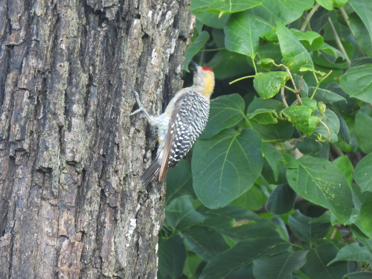 Hoffmann's Woodpecker - ML638161513