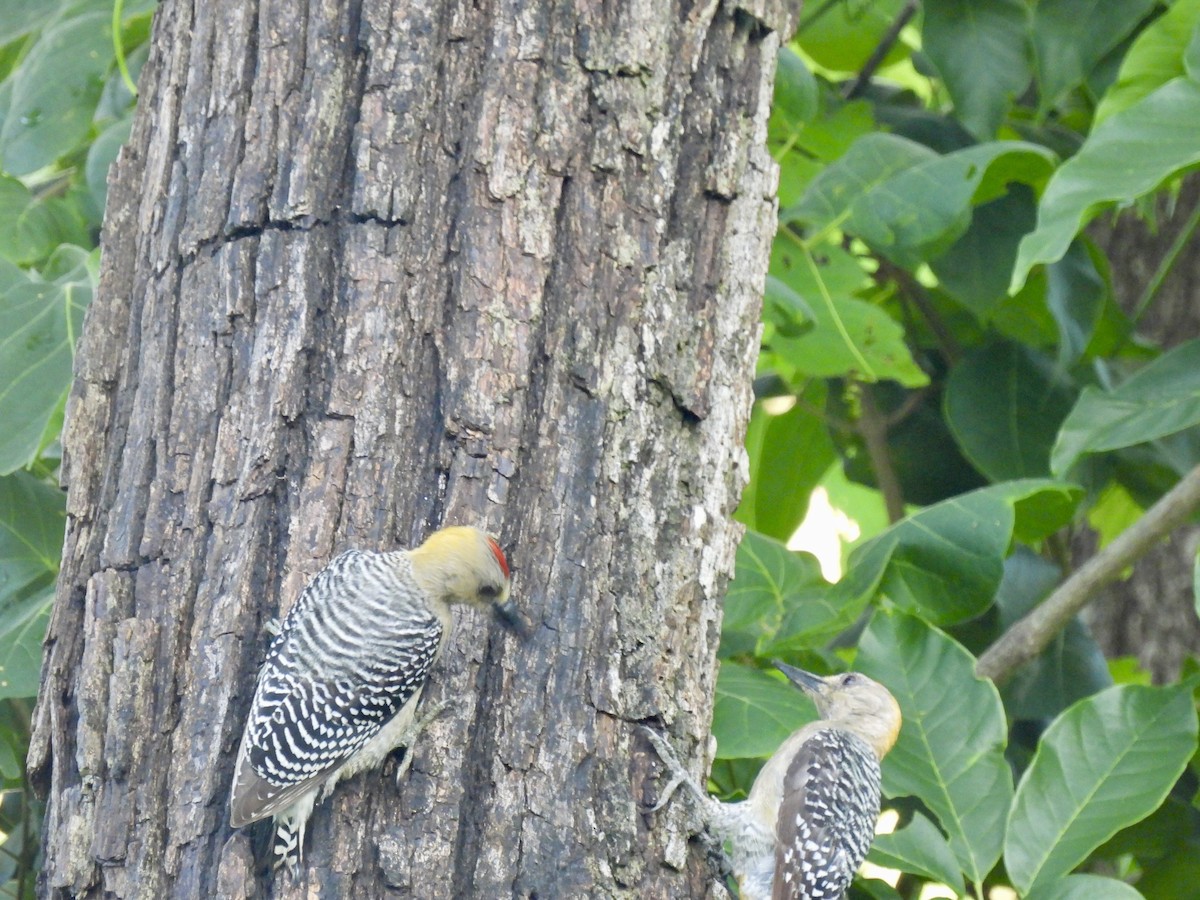 Hoffmann's Woodpecker - ML638161514
