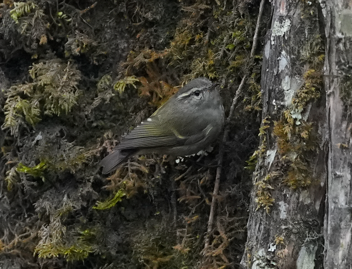 Buff-barred Warbler - ML638161515