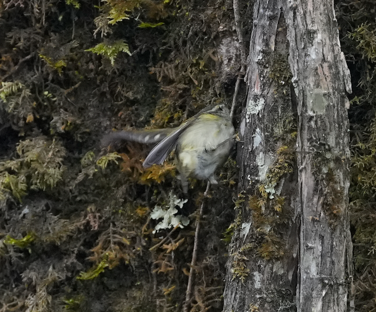 Buff-barred Warbler - ML638161516