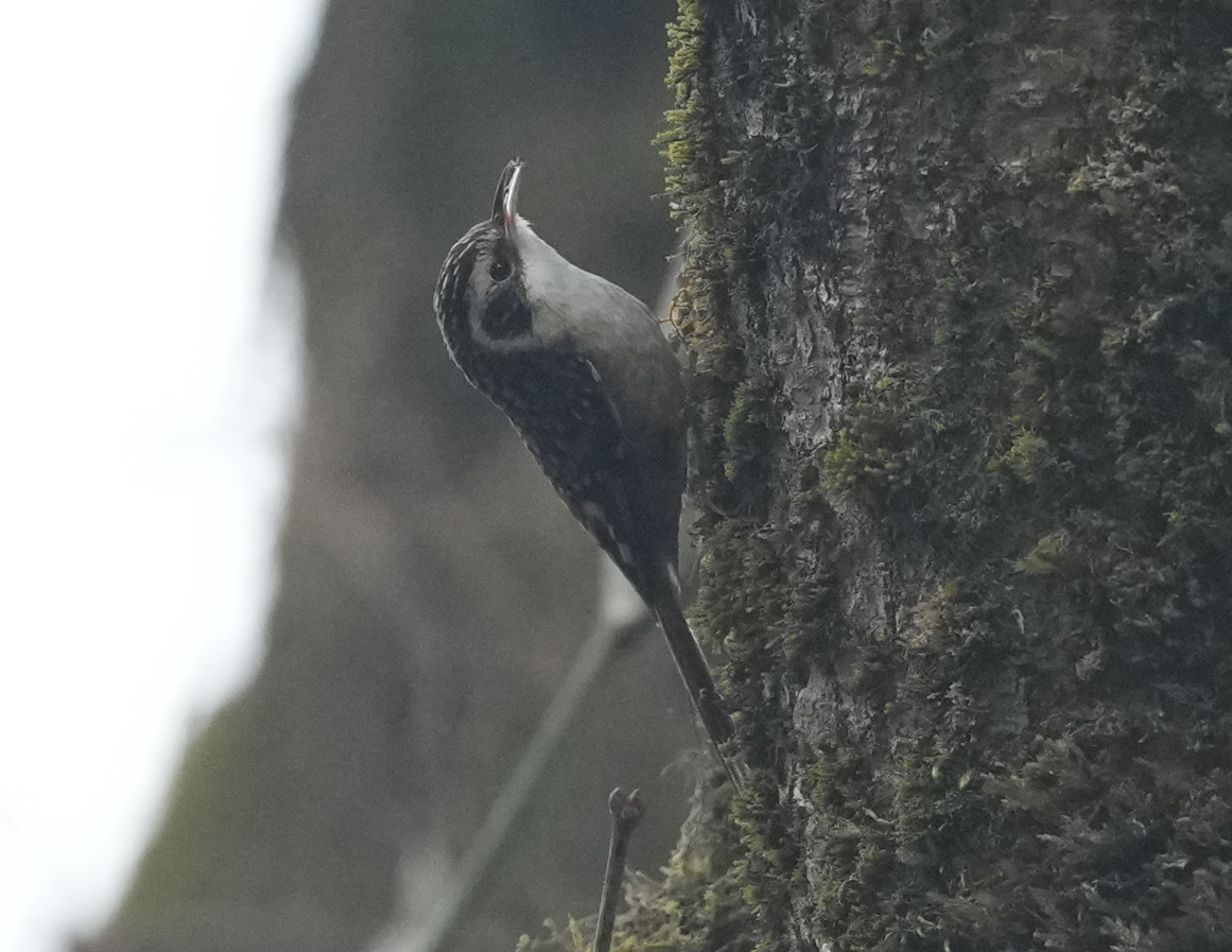 Rusty-flanked Treecreeper - ML638161525