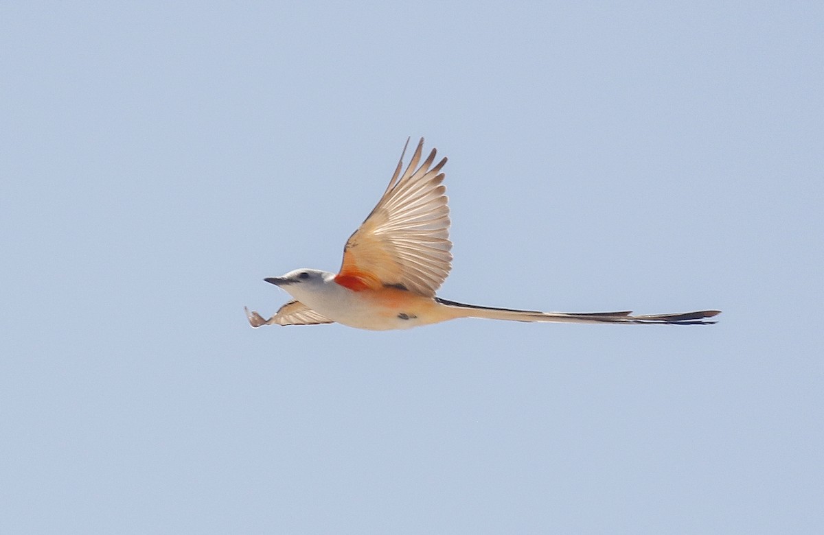 Scissor-tailed Flycatcher - ML638161537