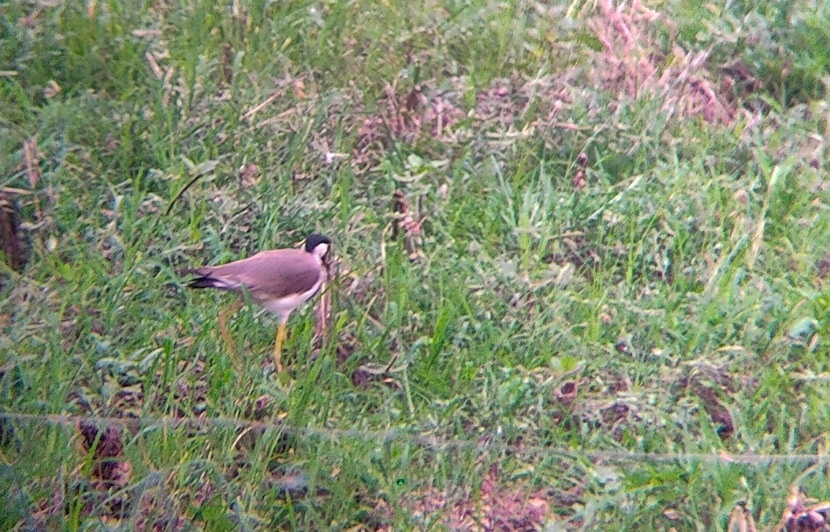 čejka černoprsá - ML638161548