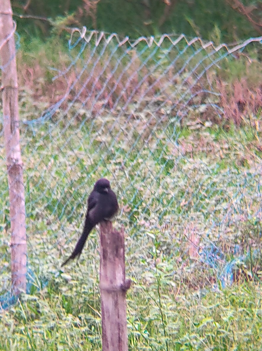 drongo černý - ML638161554