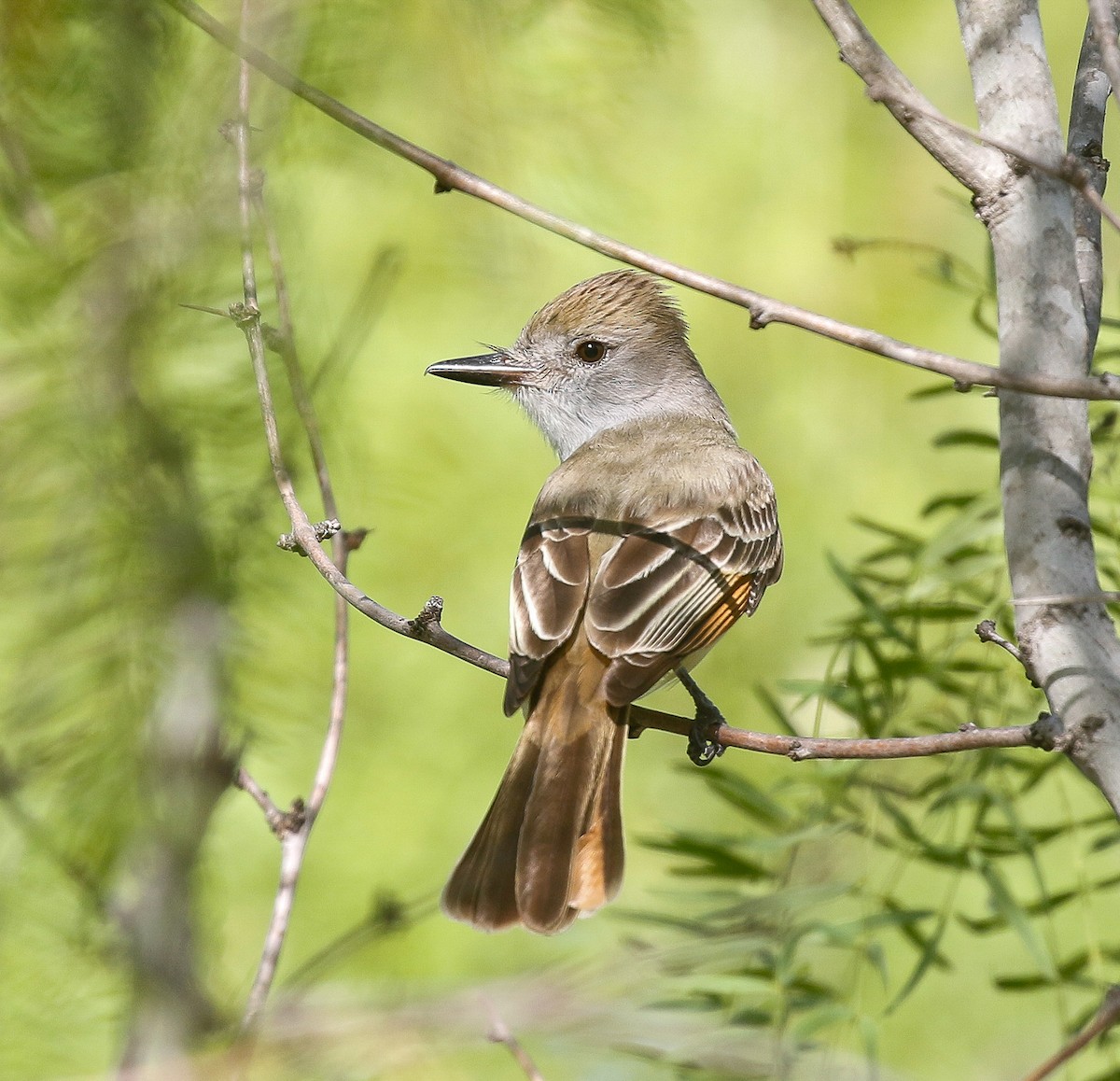 Brown-crested Flycatcher - ML638161563