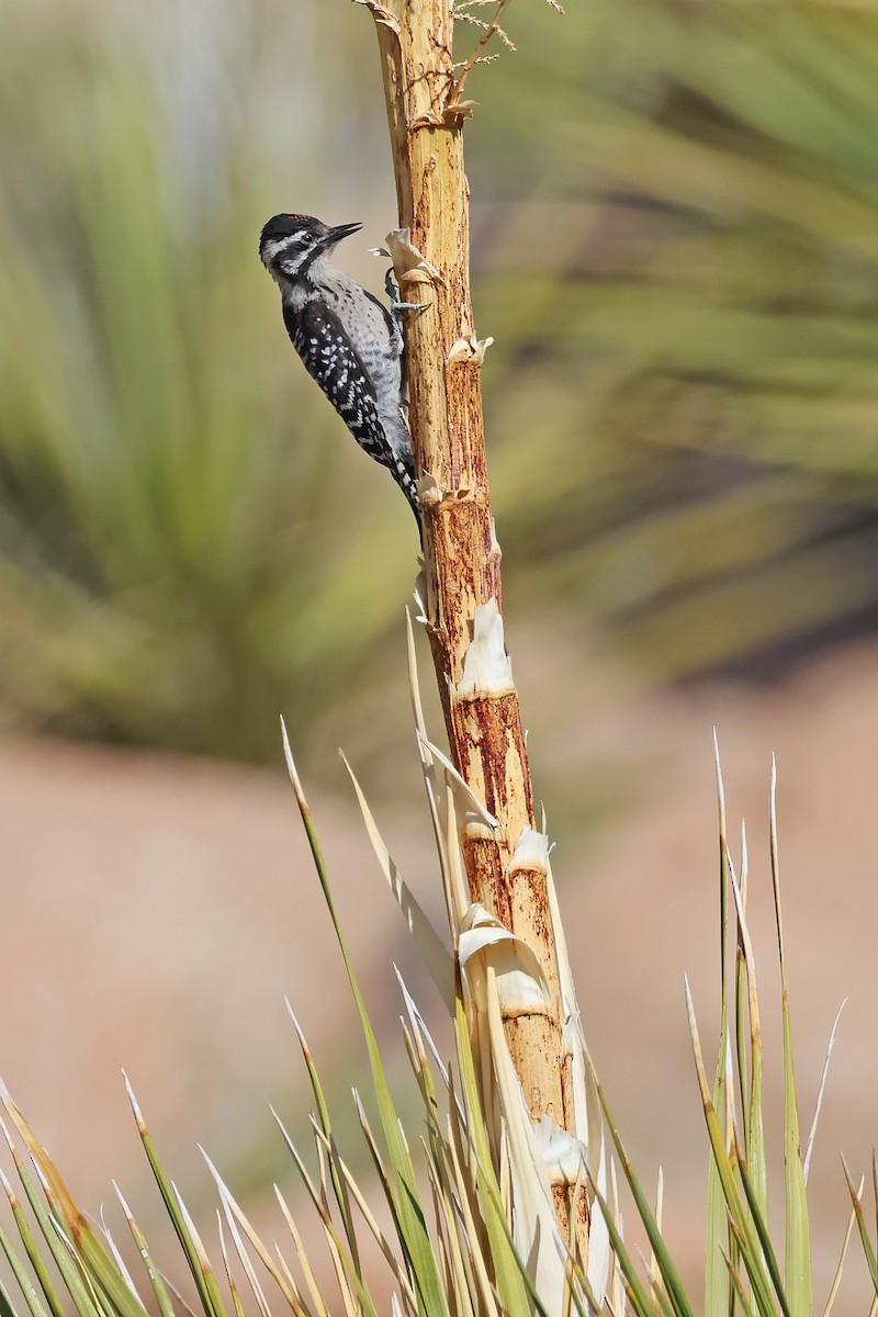 Ladder-backed Woodpecker - ML638161569