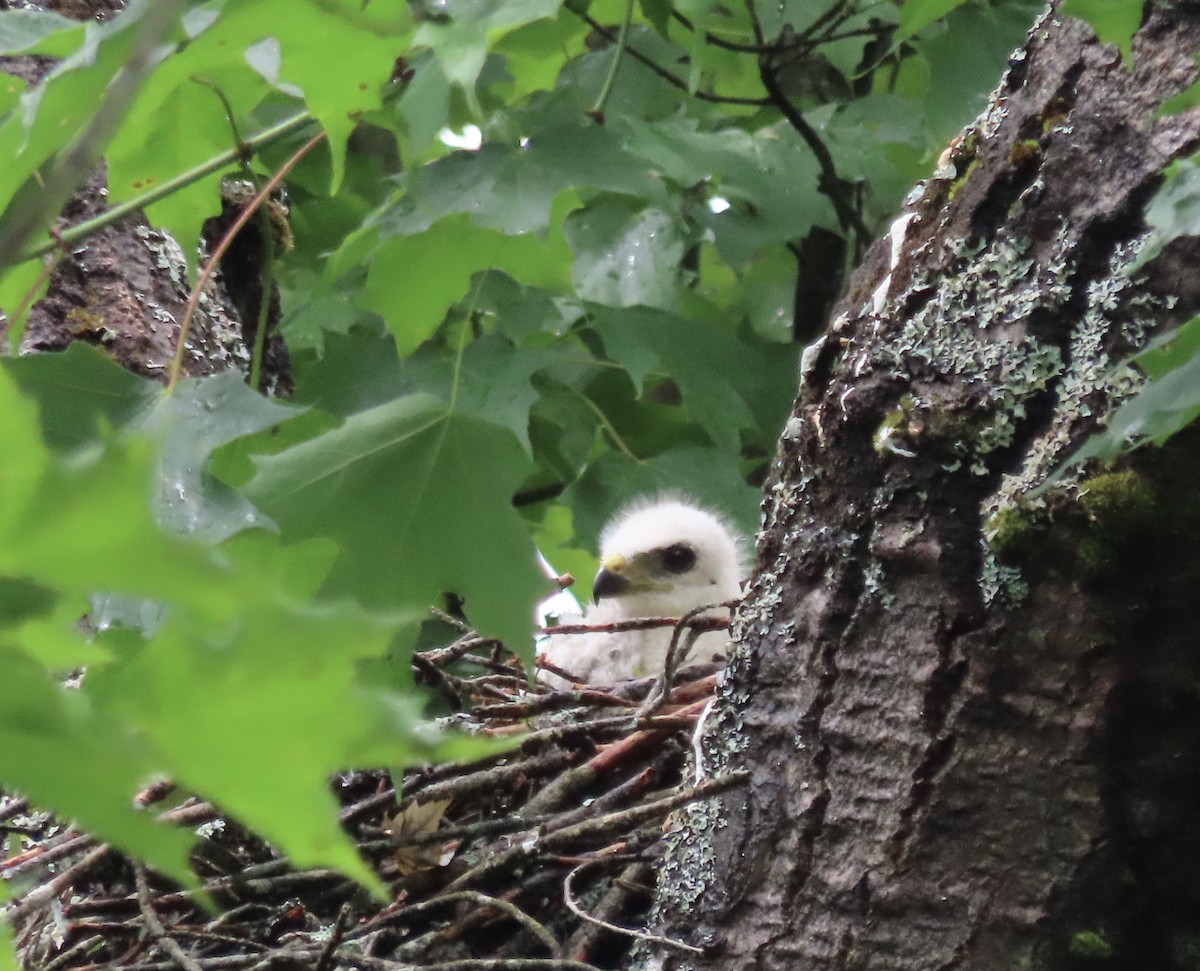 Broad-winged Hawk - ML638161570
