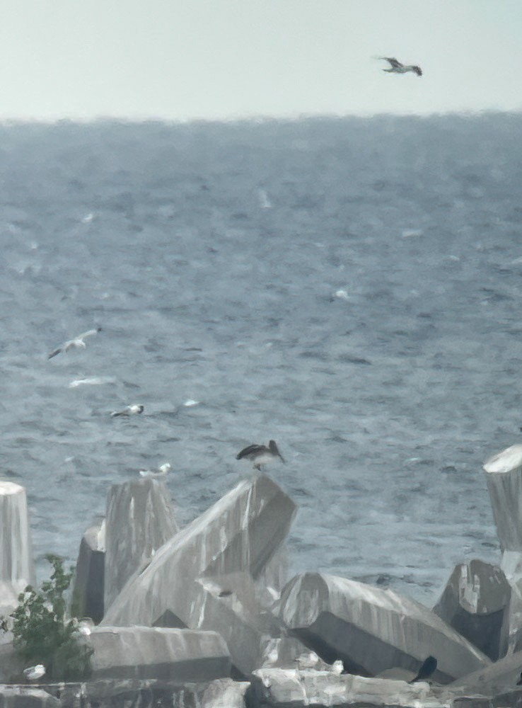 Brown Pelican - ML638161581