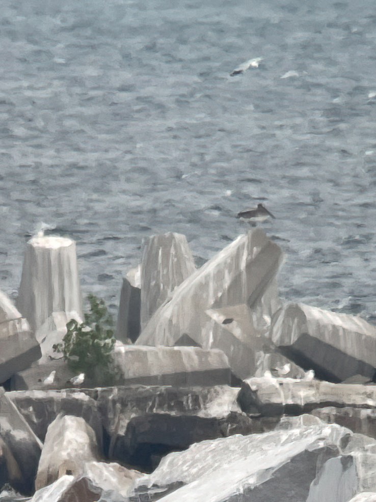 Brown Pelican - ML638161583