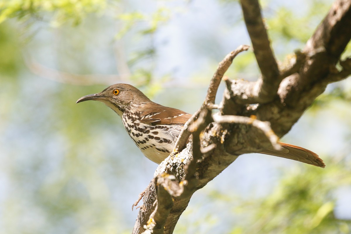 Long-billed Thrasher - ML638161588