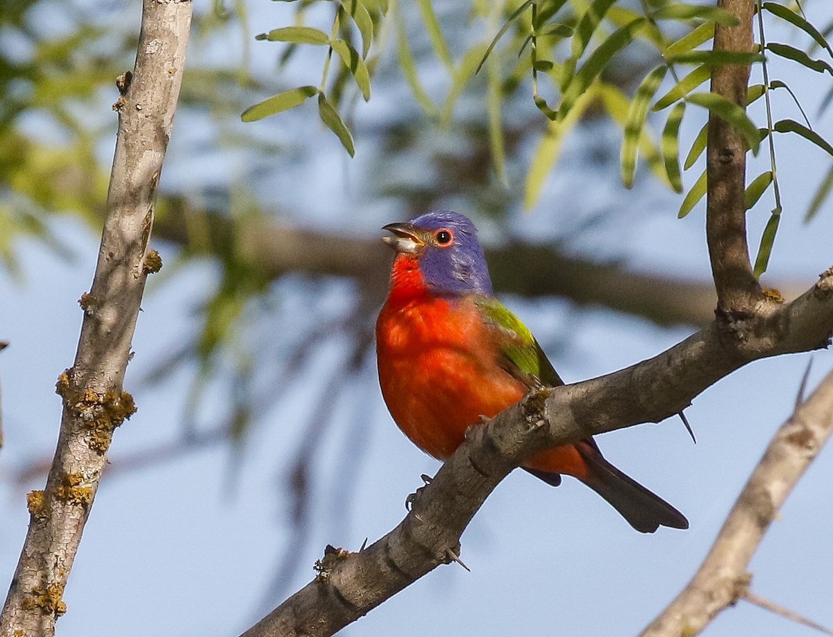 Painted Bunting - ML638161605