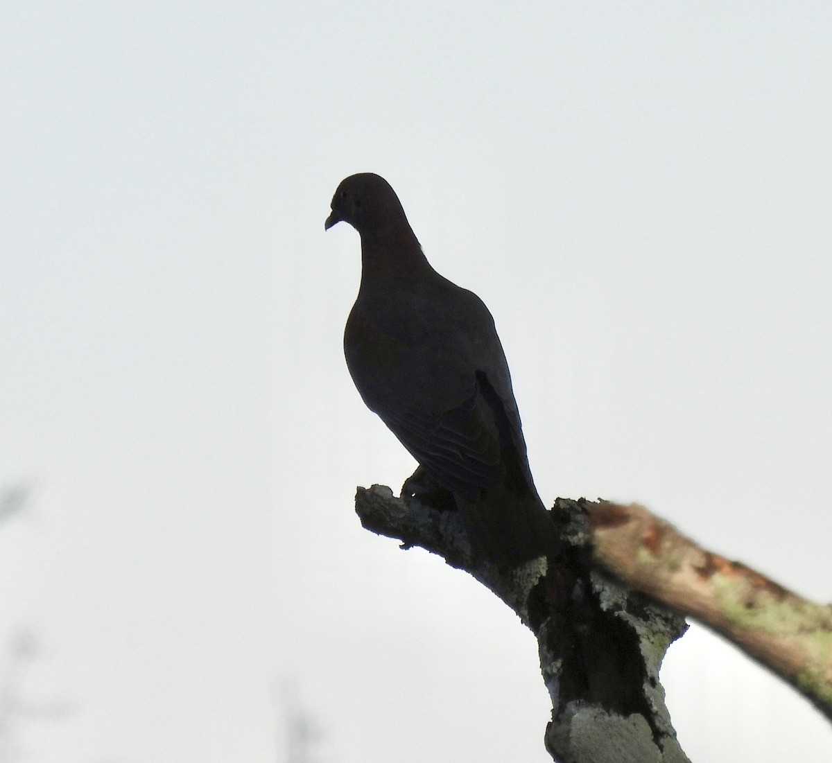 Red-billed Pigeon - ML638161621