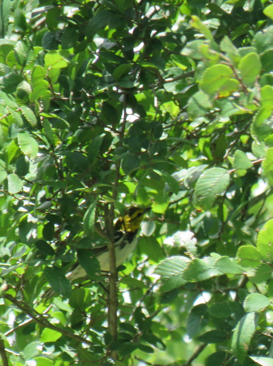 Golden-cheeked Warbler - ML638161647