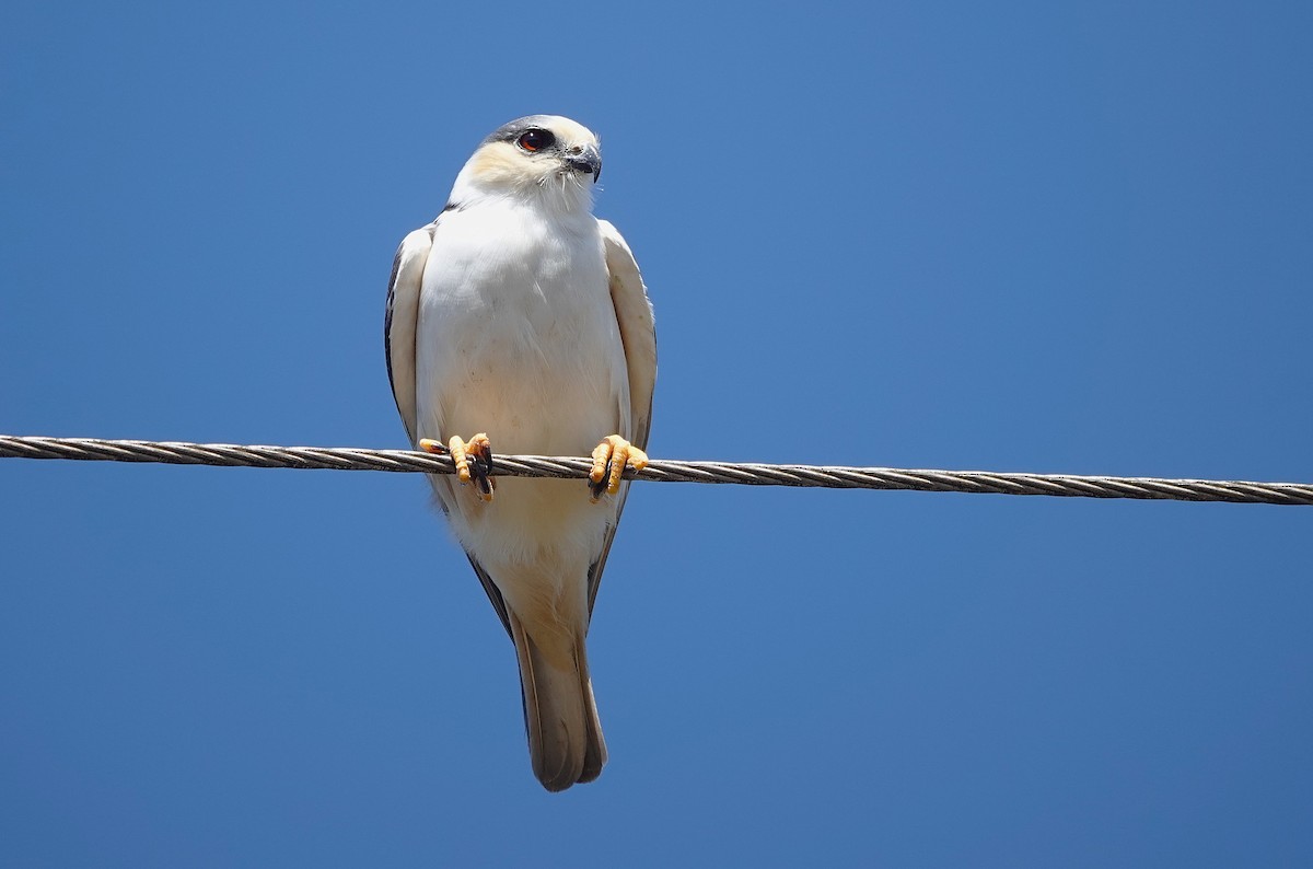 Pearl Kite - ML638161650