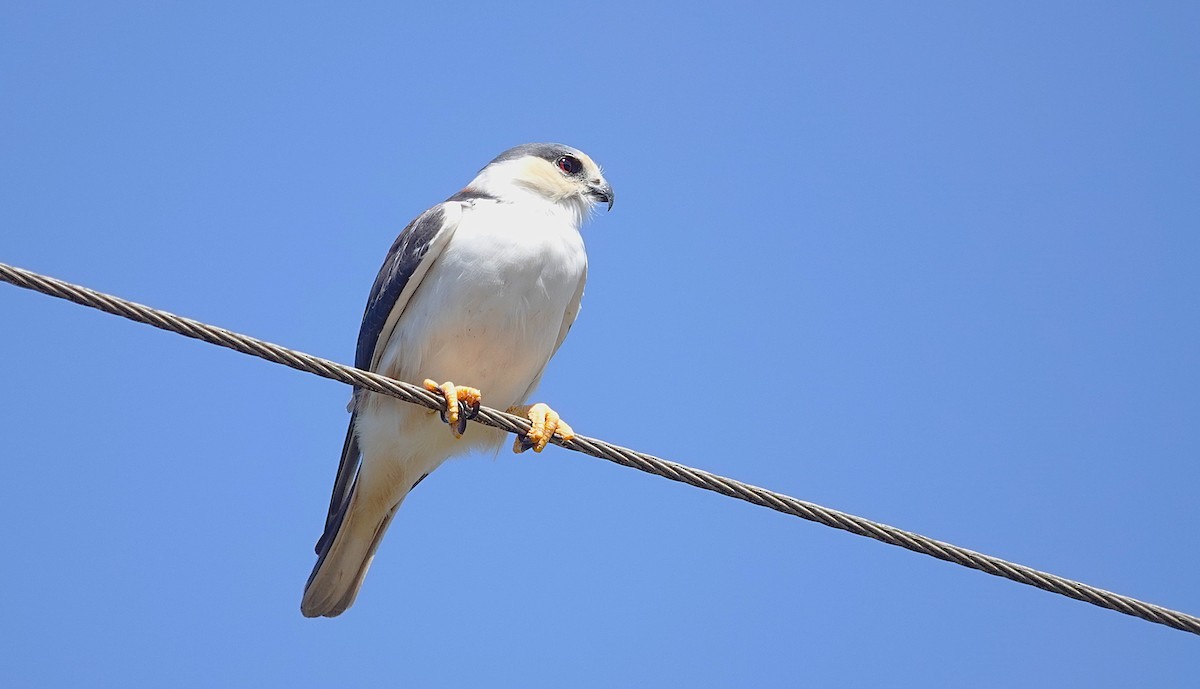 Pearl Kite - ML638161651