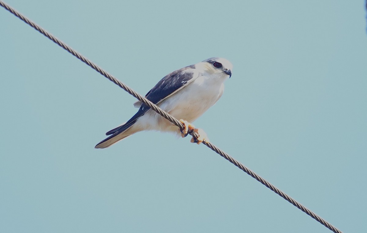 Pearl Kite - ML638161652