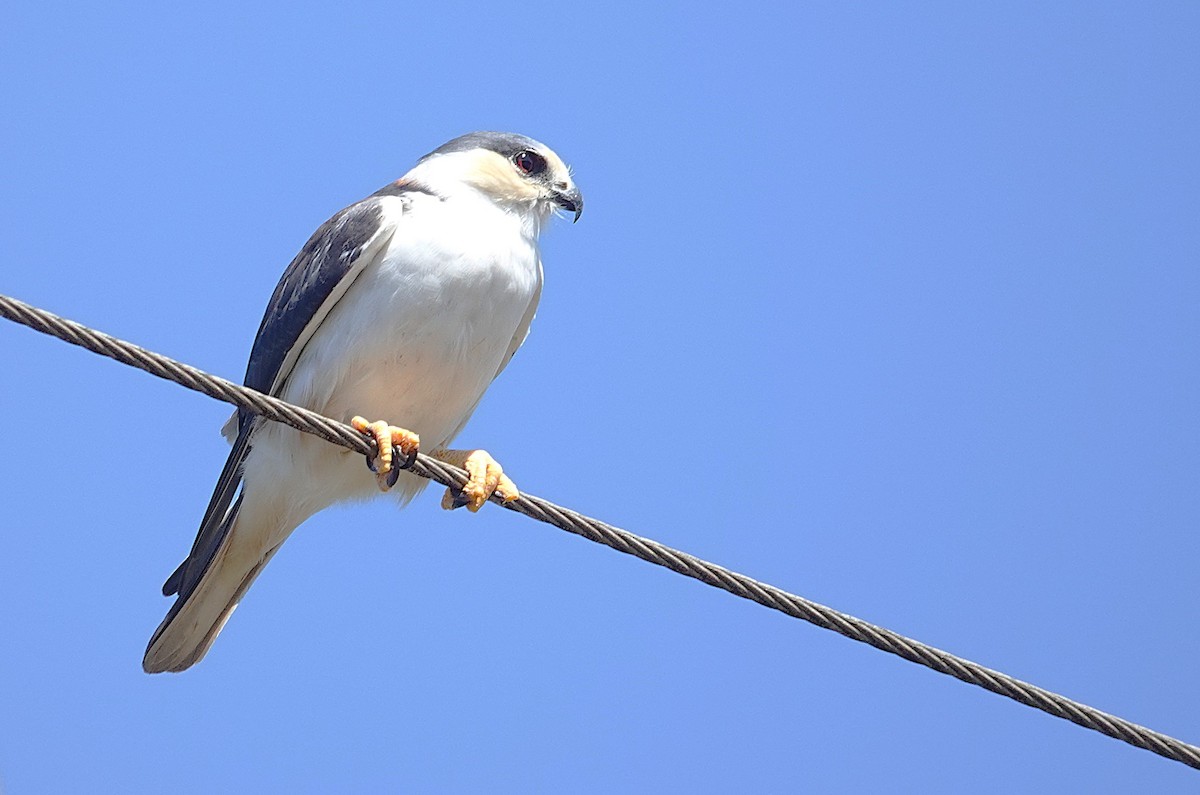 Pearl Kite - ML638161653