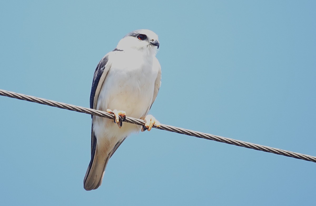 Pearl Kite - ML638161654