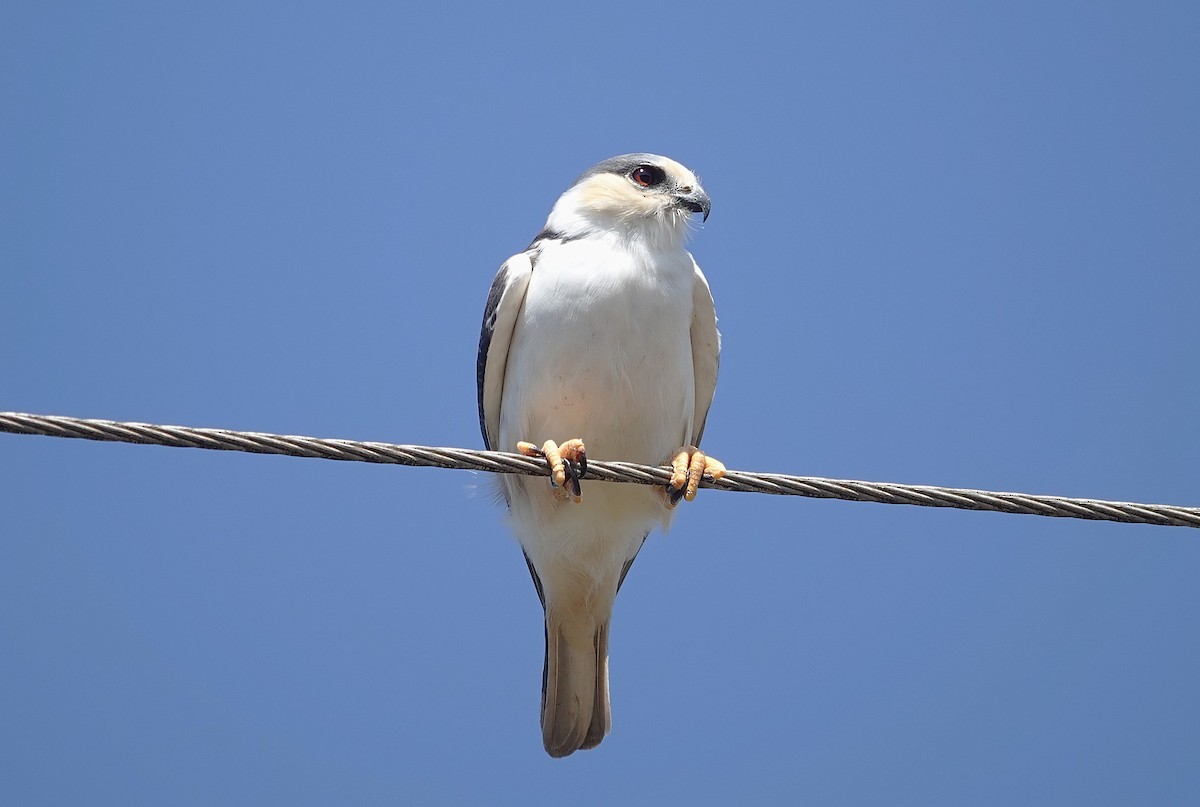 Pearl Kite - ML638161657