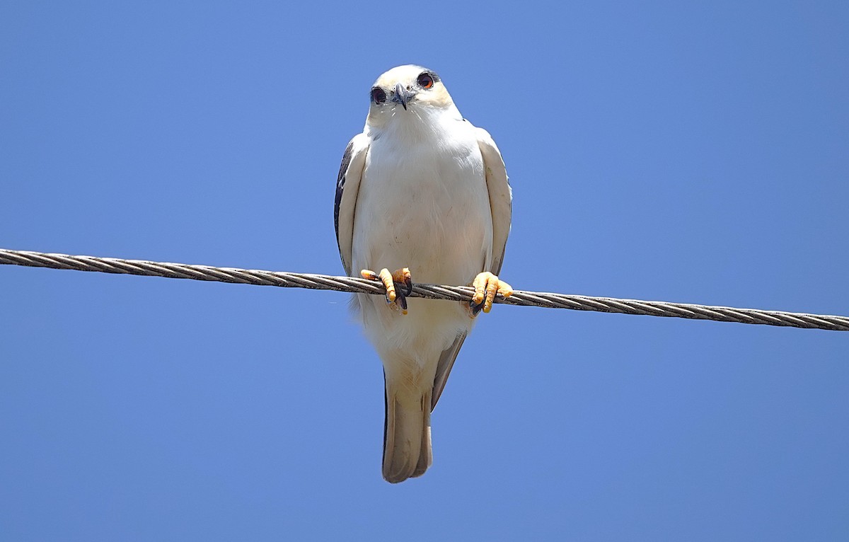 Pearl Kite - ML638161658