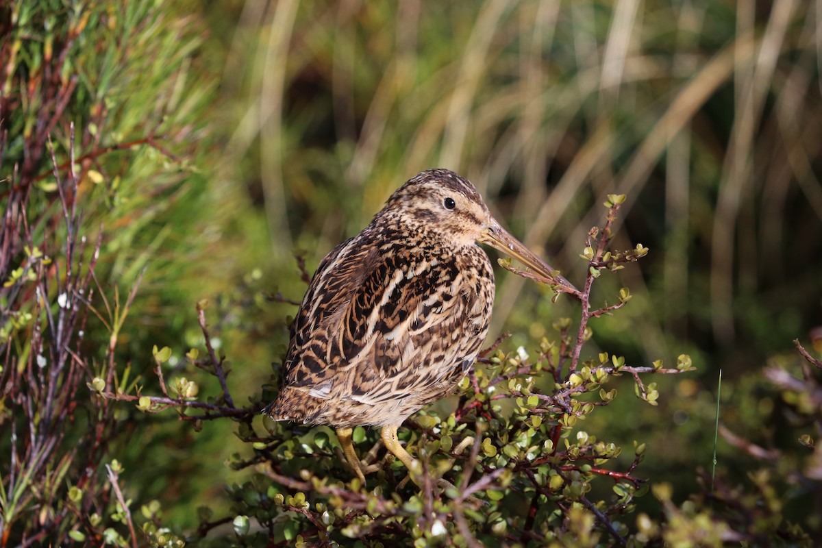 Subantarctic Snipe - ML638161688