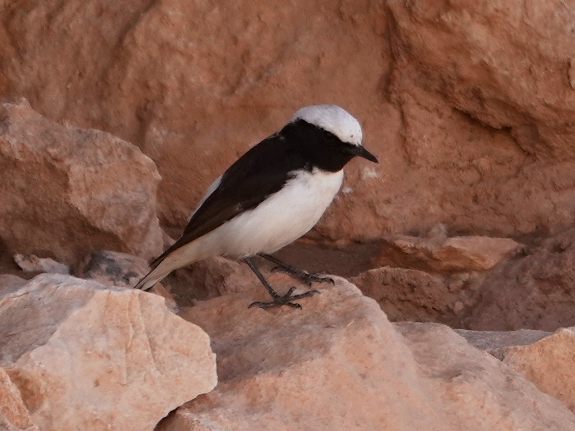 Mourning Wheatear (Maghreb) - ML638161700