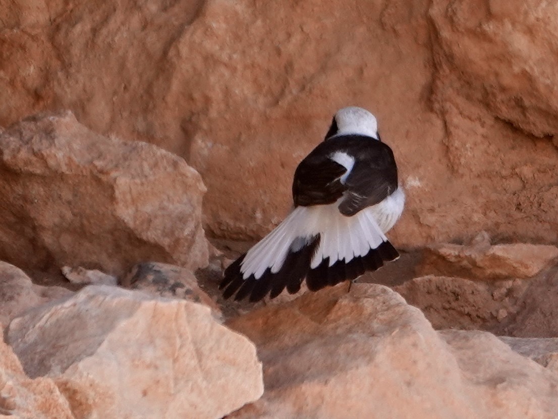 Mourning Wheatear (Maghreb) - ML638161701