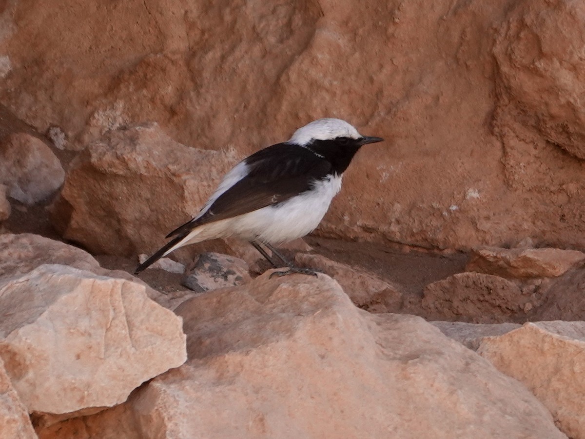 Mourning Wheatear (Maghreb) - ML638161702