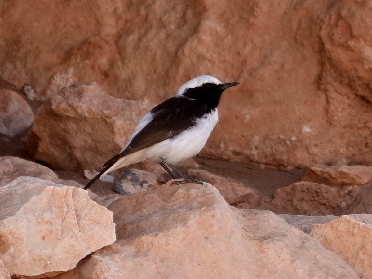 Mourning Wheatear (Maghreb) - ML638161703