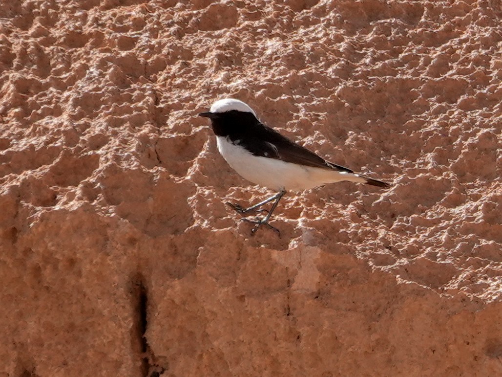 Mourning Wheatear (Maghreb) - ML638161704