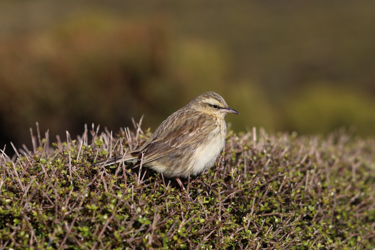 New Zealand Pipit - ML638161709