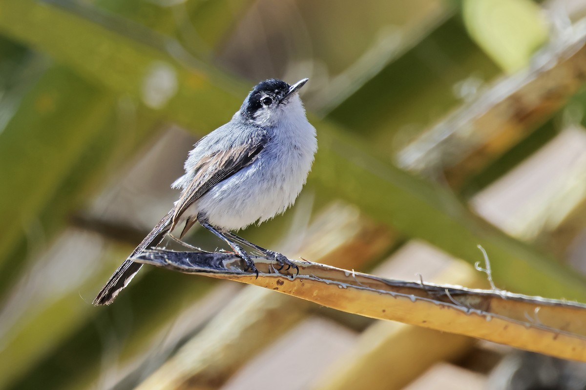 Black-tailed Gnatcatcher - ML638161717