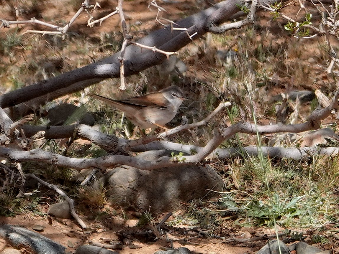 Spectacled Warbler - ML638161719