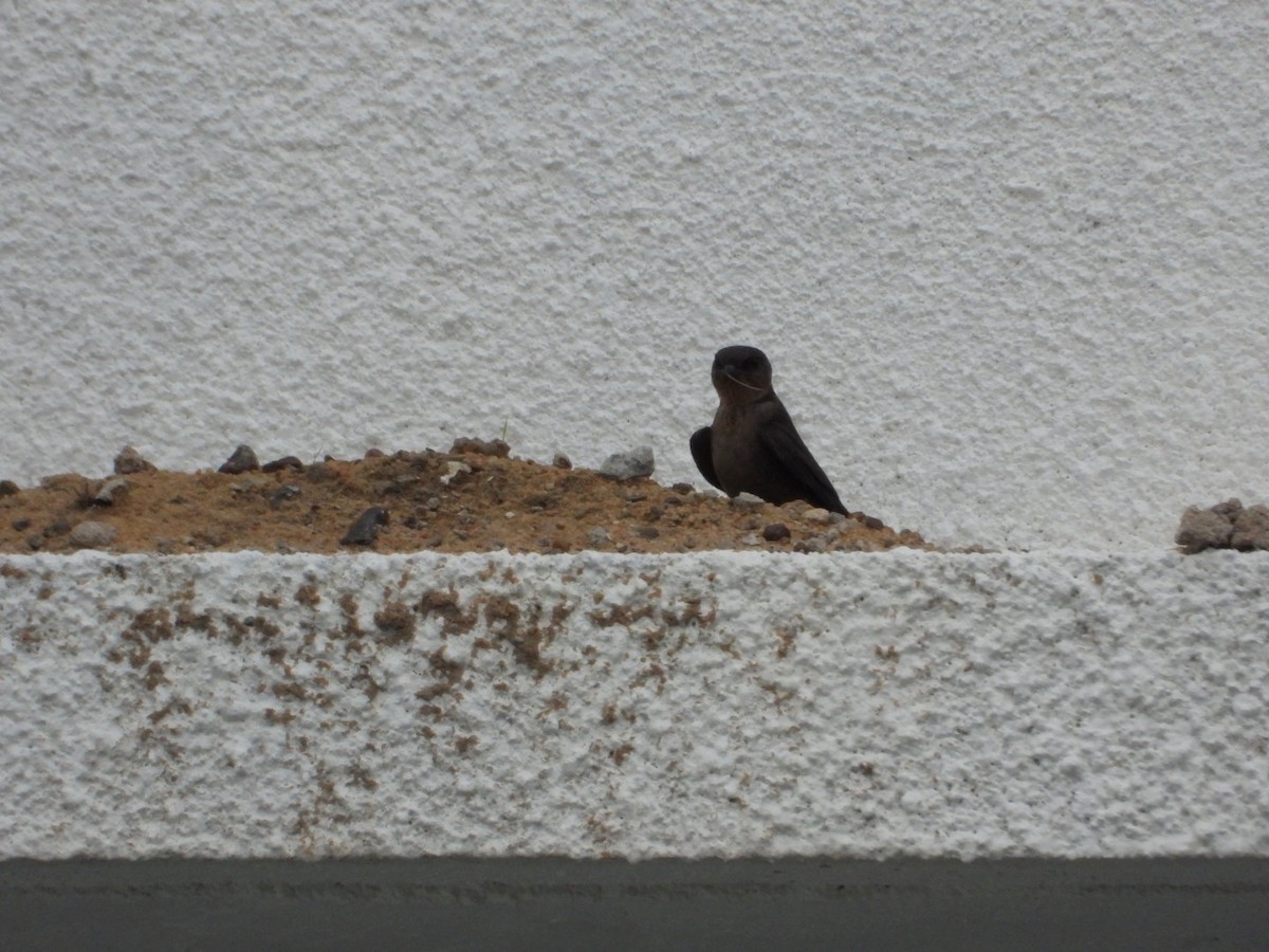 Dusky Crag-Martin - ML638161723