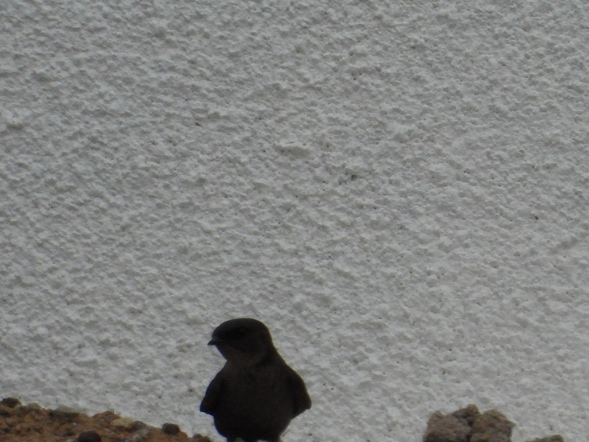 Dusky Crag-Martin - ML638161724