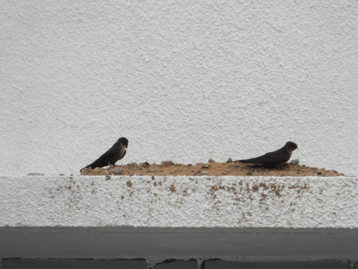 Dusky Crag-Martin - ML638161725