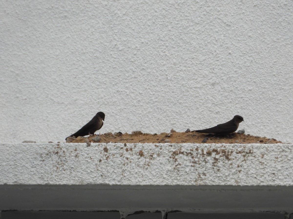 Dusky Crag-Martin - ML638161726
