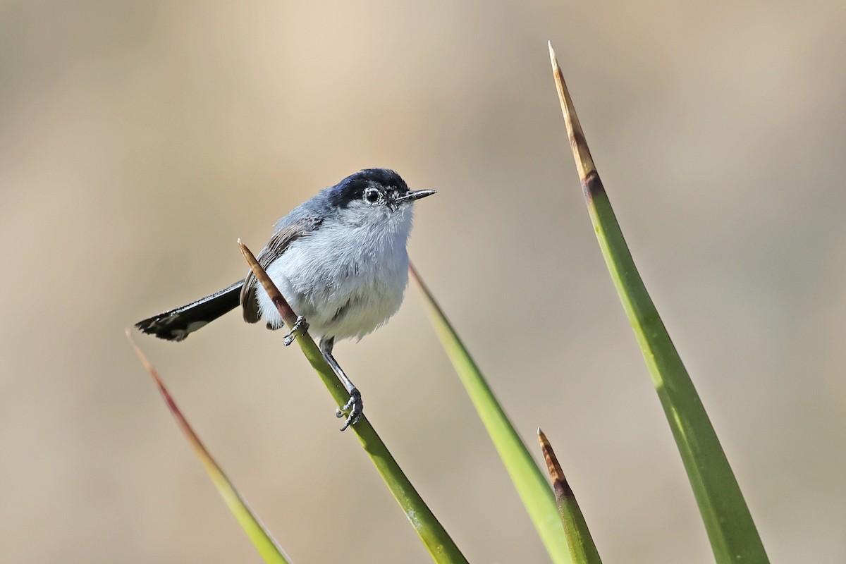 Black-tailed Gnatcatcher - ML638161730