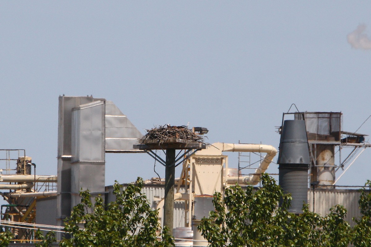 Osprey - ML638161731