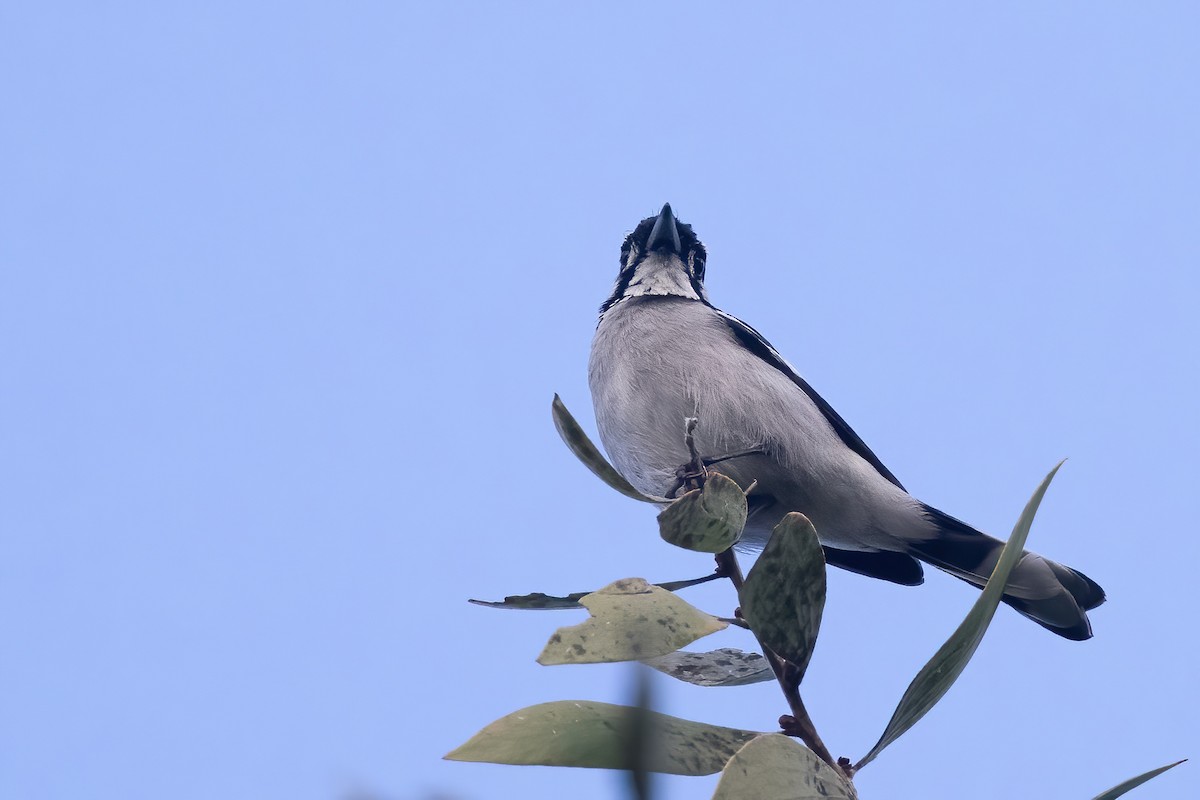 White-eared Monarch - ML638161733