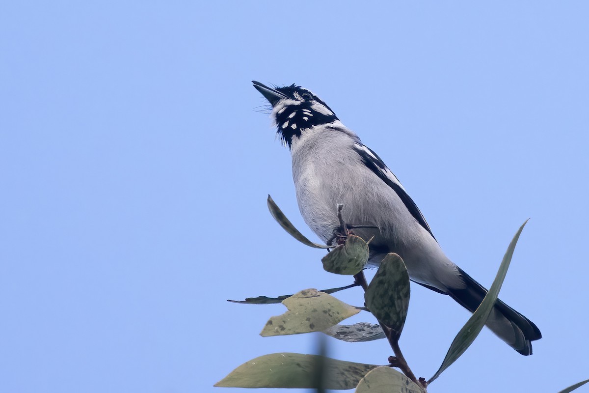 White-eared Monarch - ML638161734