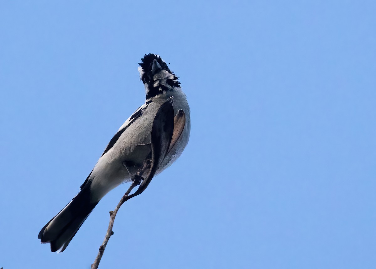 White-eared Monarch - ML638161736